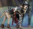 /album/fotogalerie/halloweendog2810812-jpg/