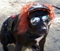 /album/fotogalerie/halloweendog281089-jpg/
